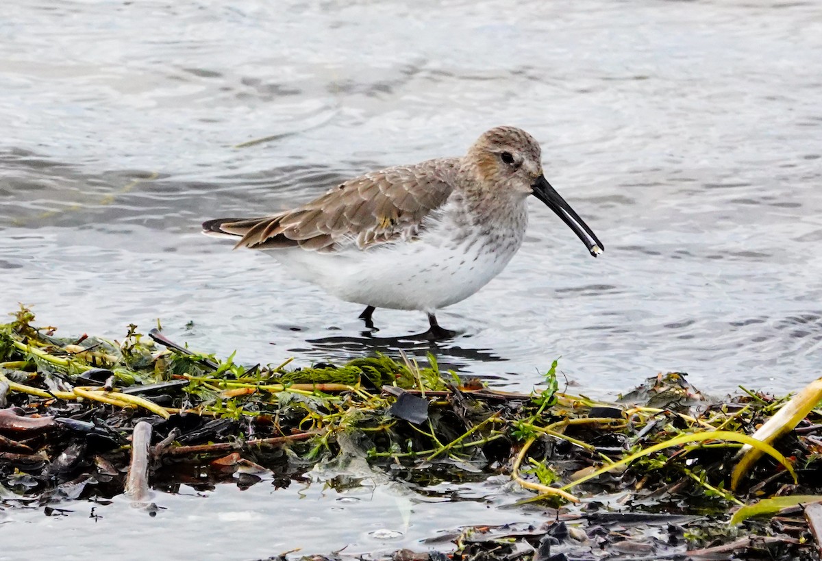 Dunlin - Gale VerHague