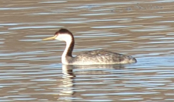 Western/Clark's Grebe - Peter Ruprecht