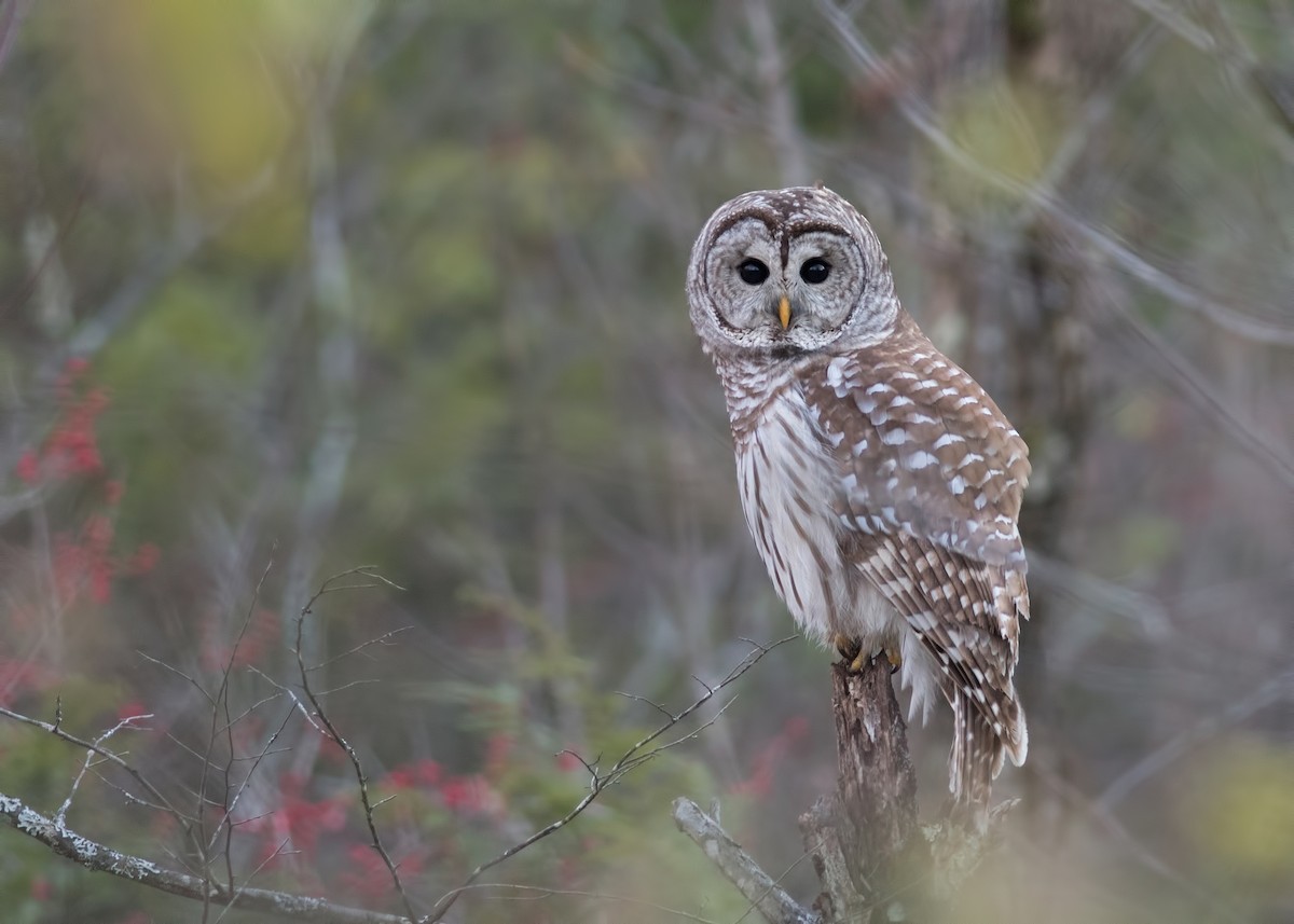 Barred Owl - ML277143311