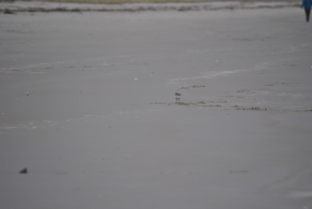 Semipalmated Plover - ML277146351