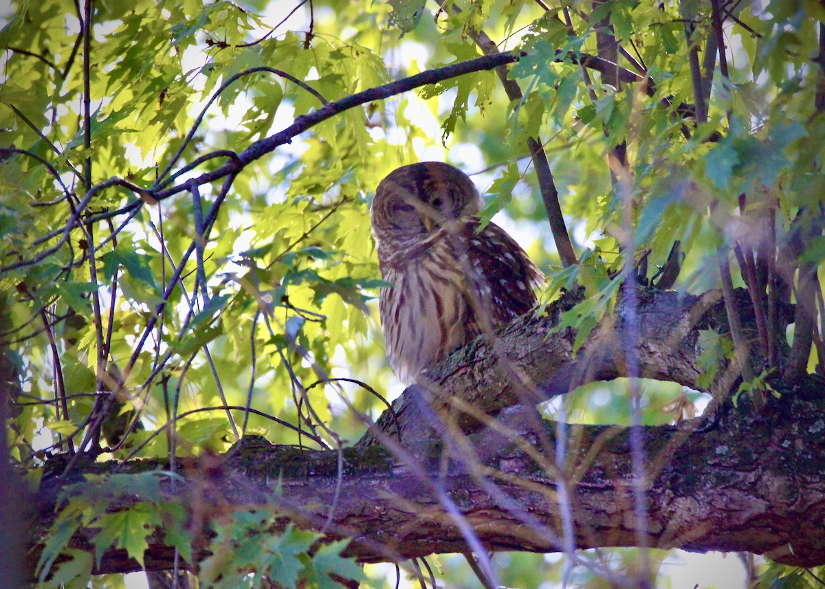 Barred Owl - Rick&Peggy Price