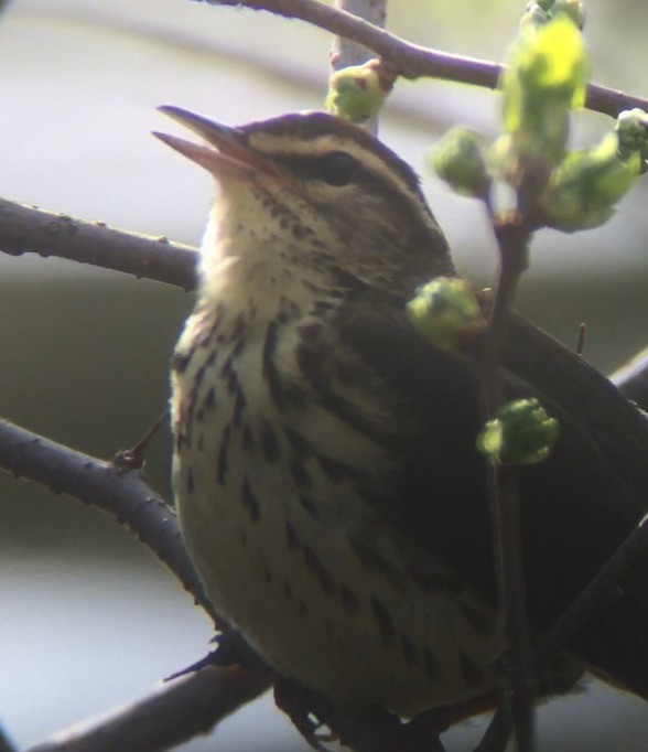 Northern Waterthrush - ML27714911