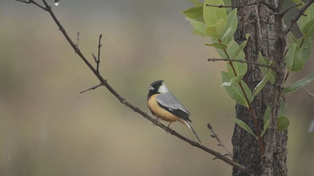 Baştankara İspinozu - ML277149281