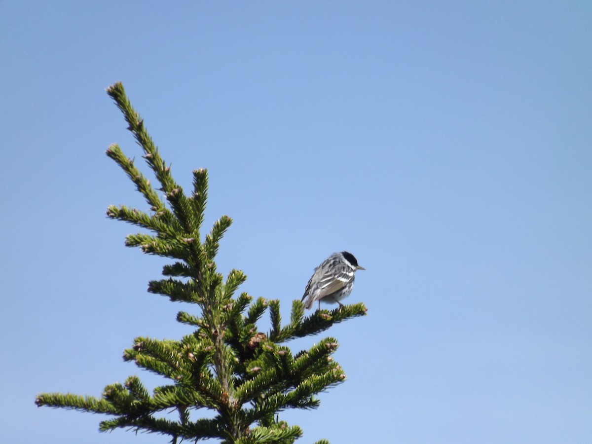 Blackpoll Warbler - Jim Moore