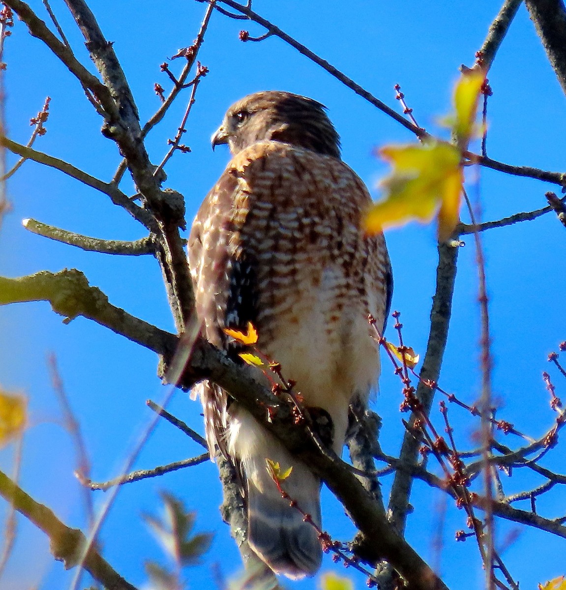 Red-shouldered Hawk - Kisa Weeman