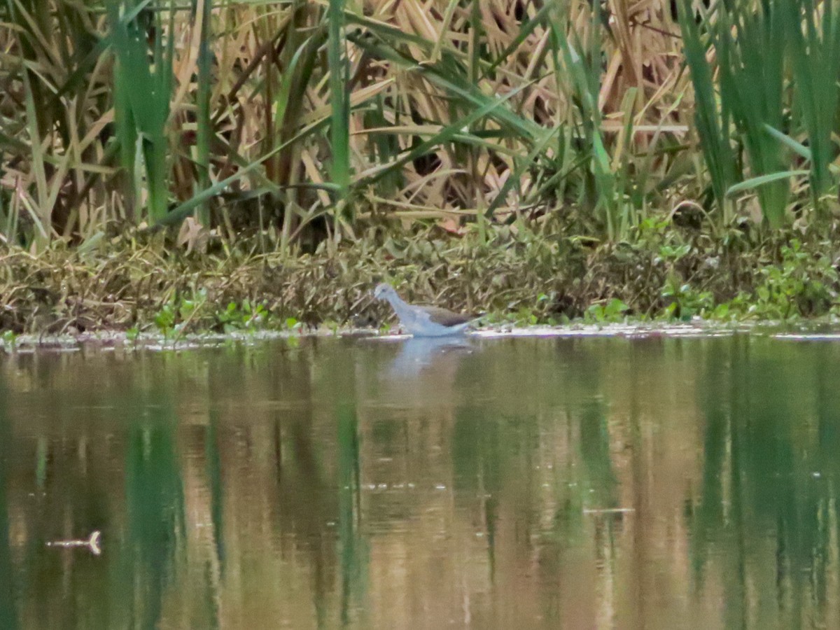 Greater Yellowlegs - Brett Karley