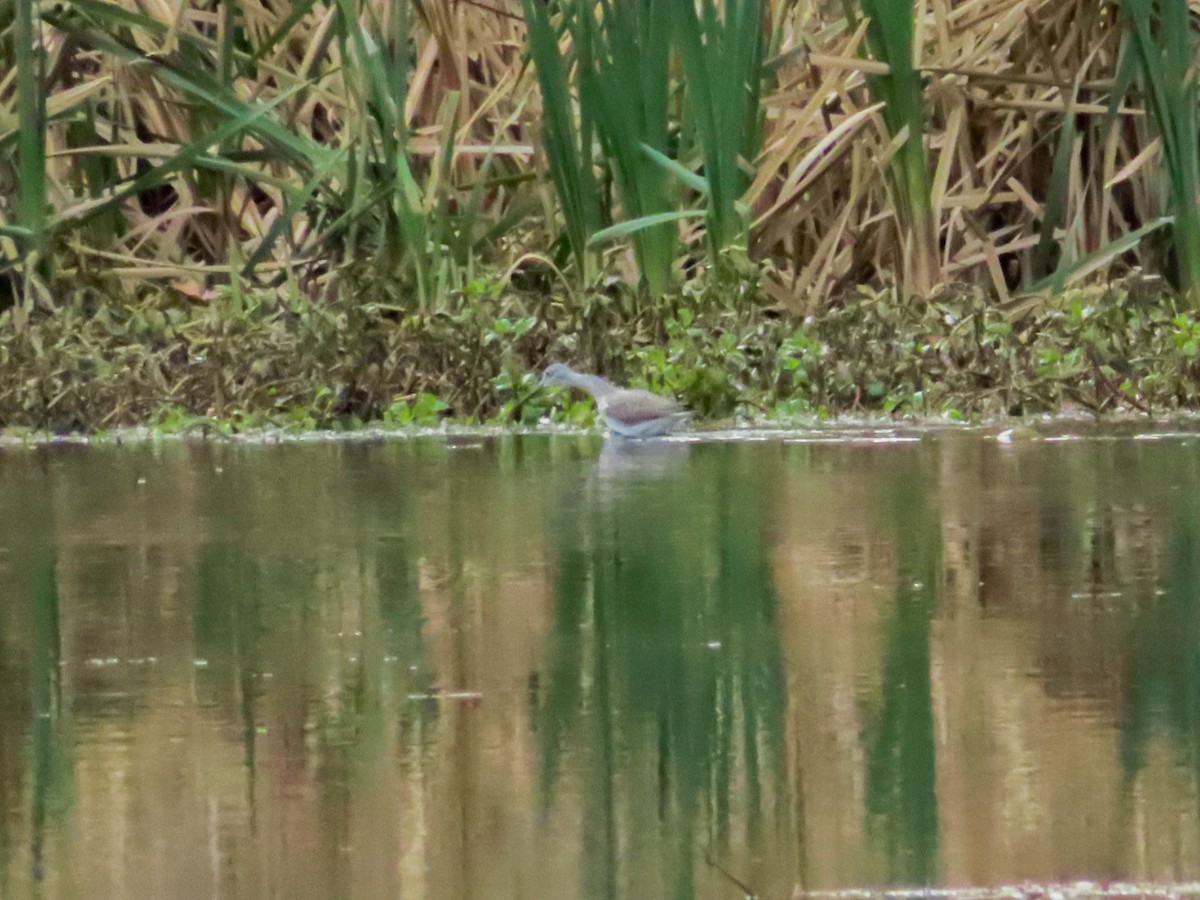 Greater Yellowlegs - ML277153081