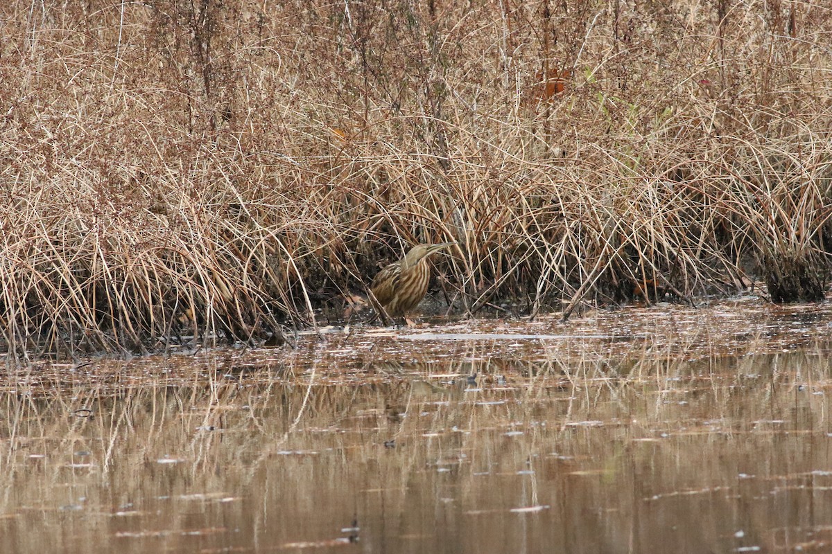 American Bittern - ML277153281