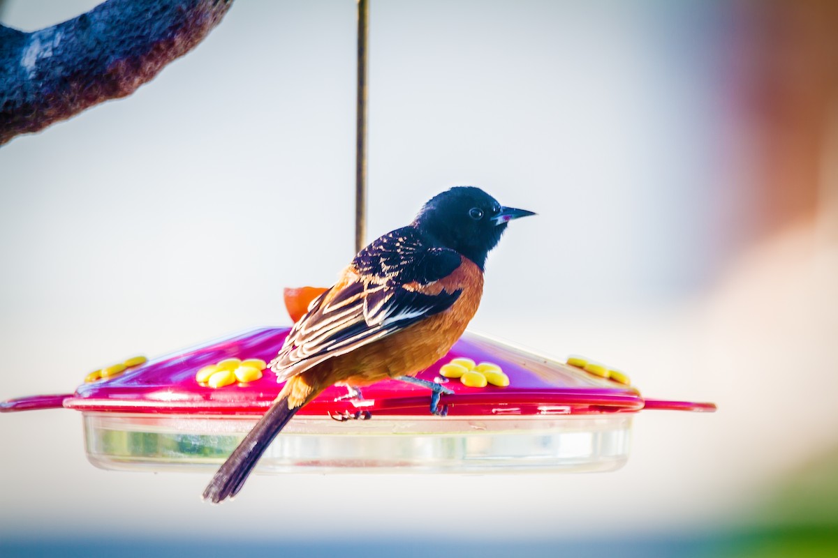 Orchard Oriole (Orchard) - Terry Dickerson