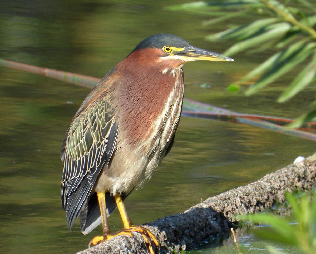 Green Heron - Greg Cross