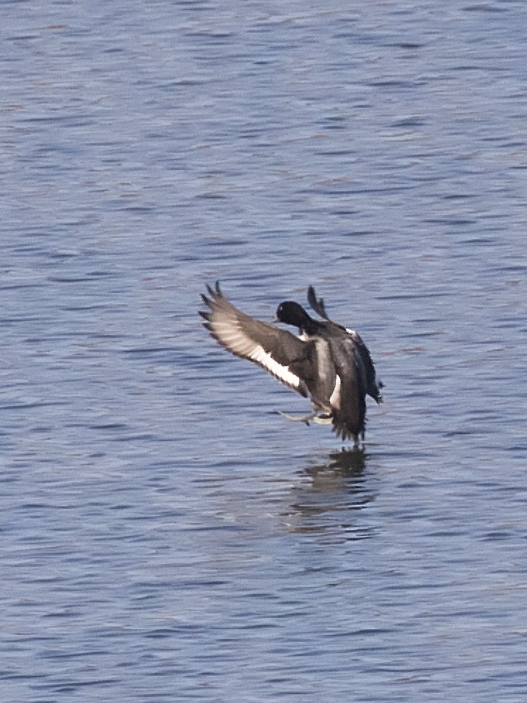 Greater Scaup - Bob Martinka