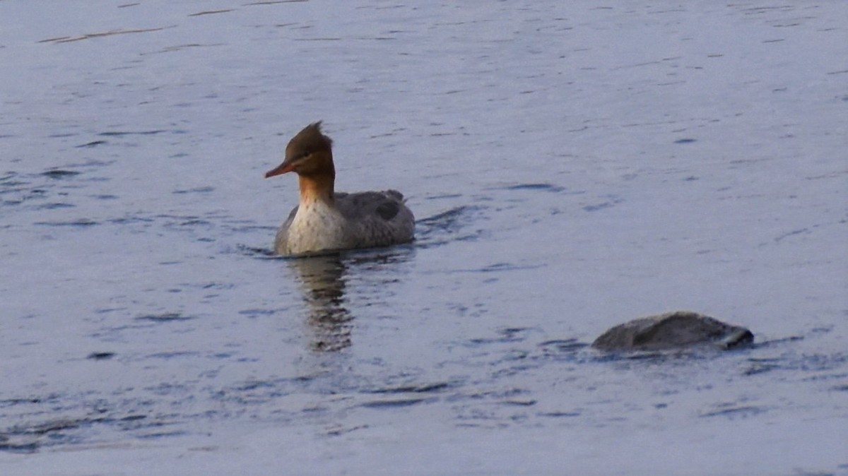 Red-breasted Merganser - Elke Davis