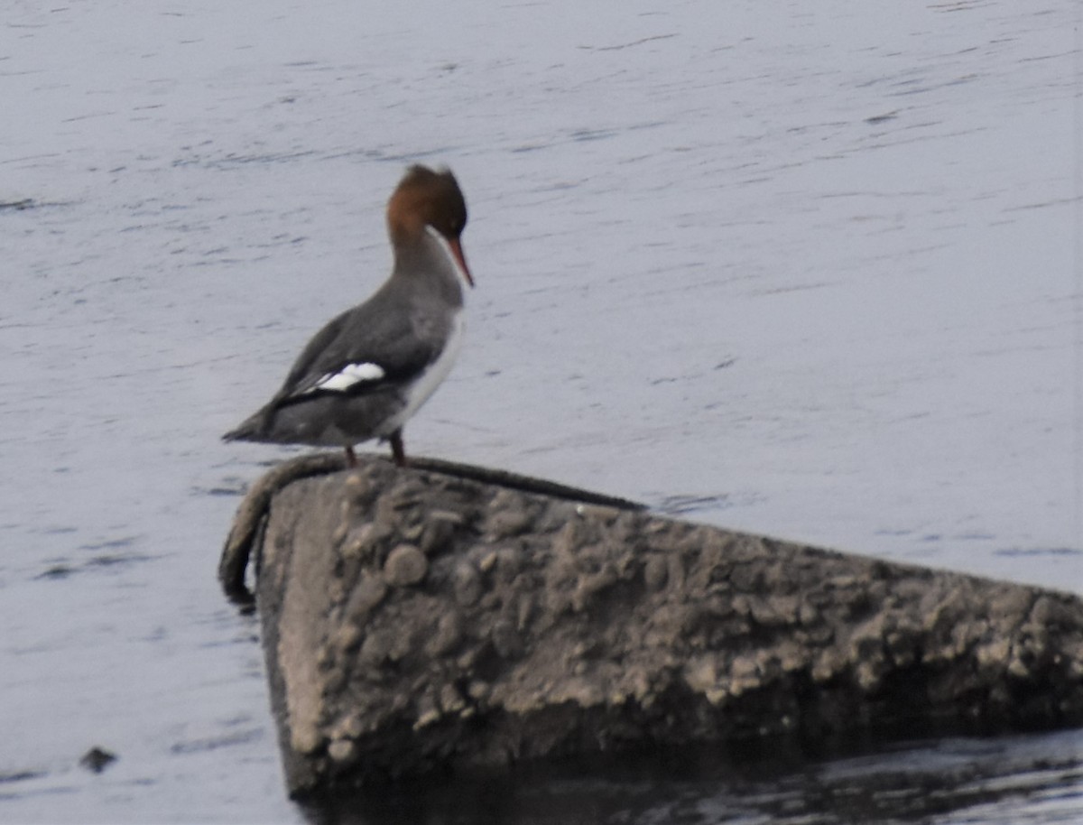 Red-breasted Merganser - Elke Davis