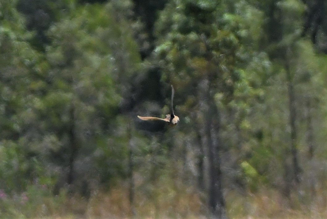 Brown Quail - ML277161871