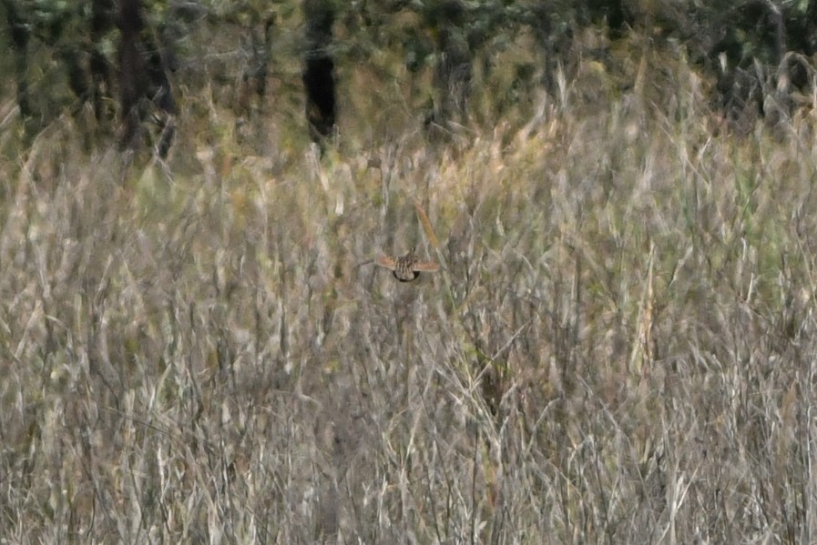 Brown Quail - ML277161881