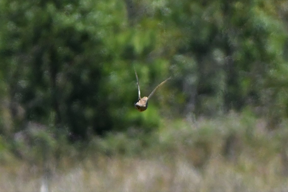 Brown Quail - ML277161891