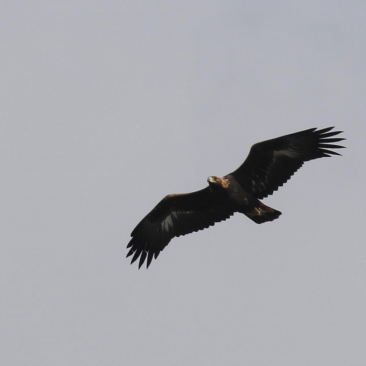 Golden Eagle - ML277163781