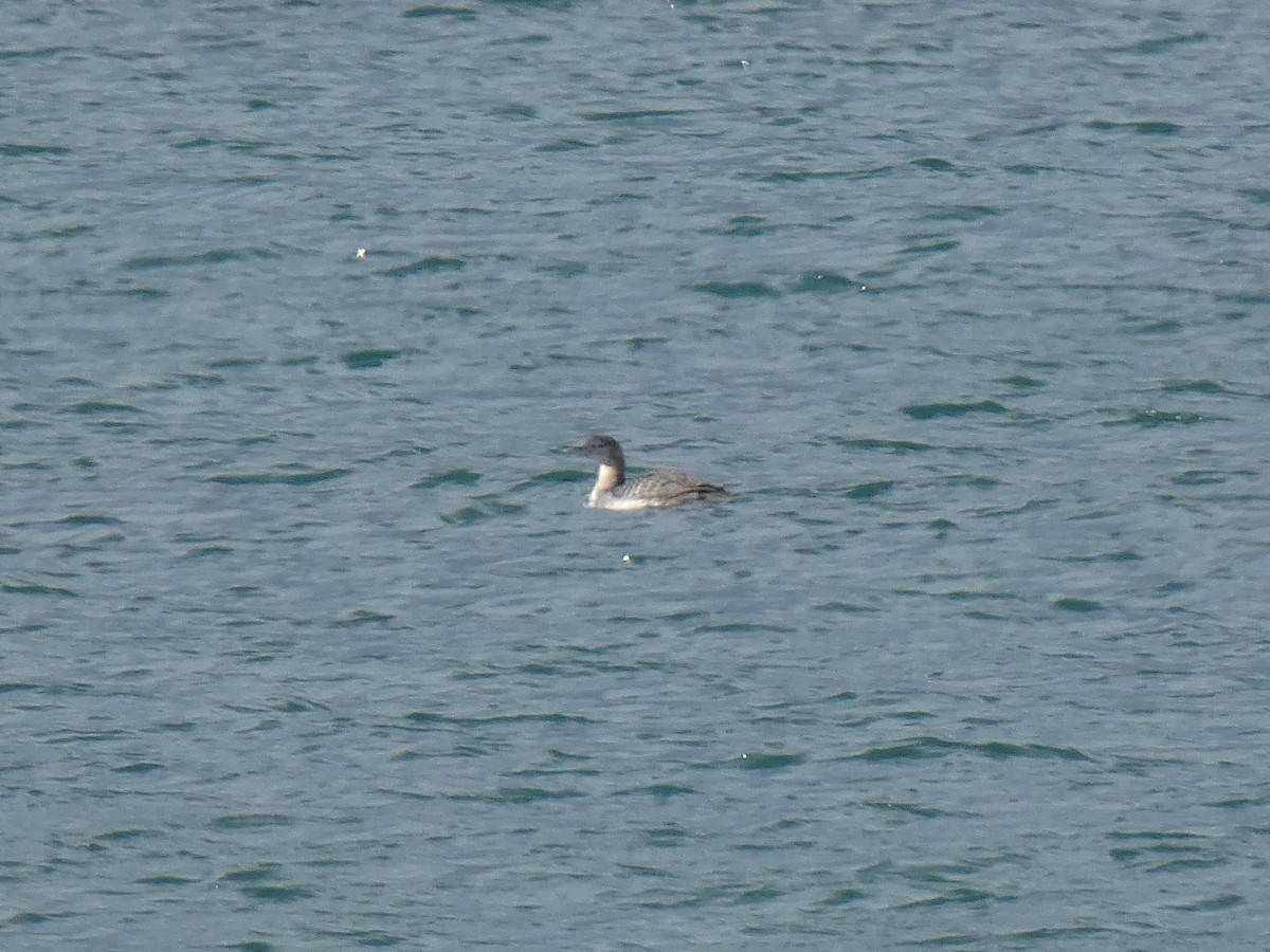 Yellow-billed Loon - Blake Weis