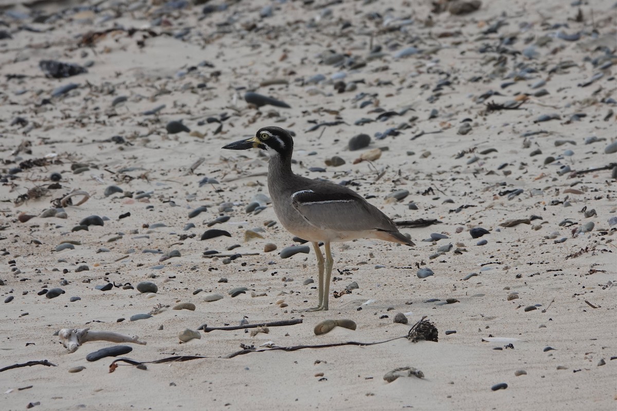 Beach Thick-knee - ML277165361