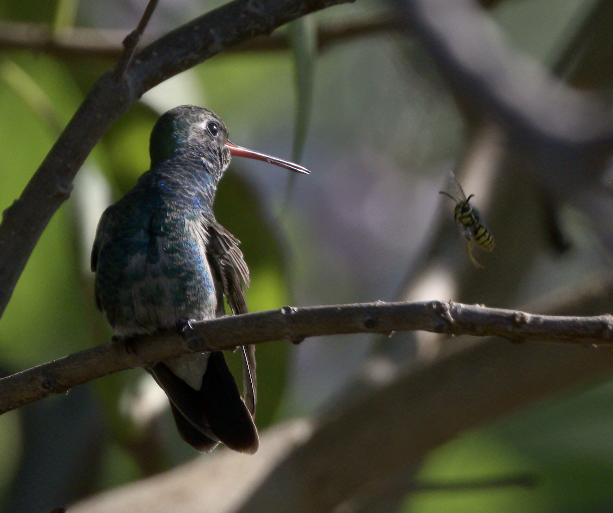 Broad-billed Hummingbird - ML277168981