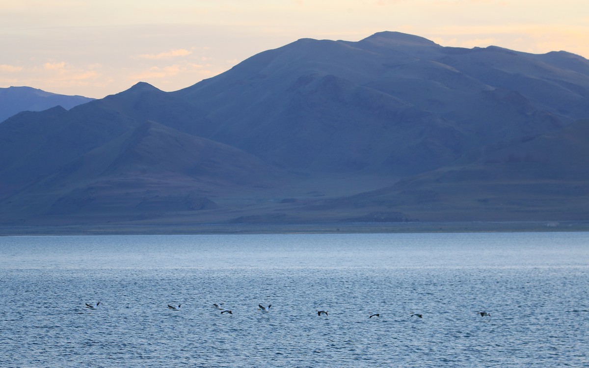 American White Pelican - ML27716901