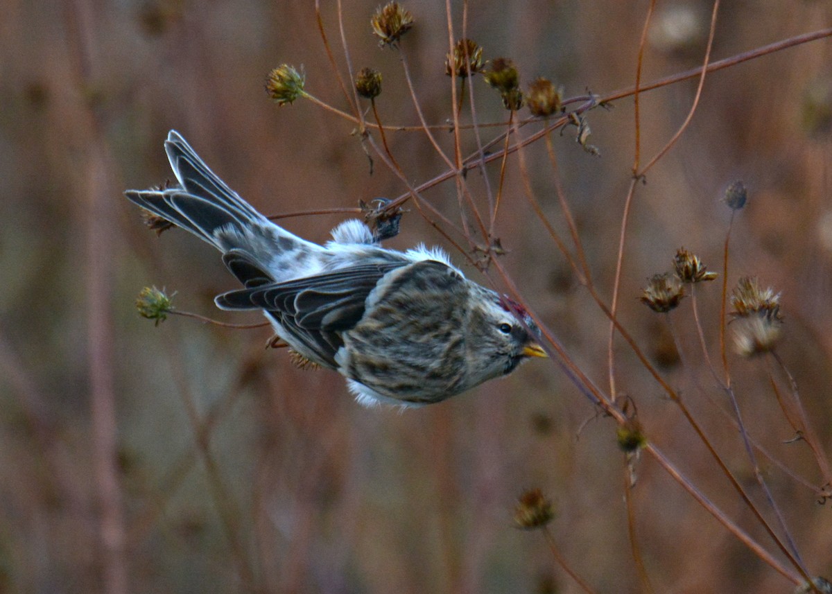 Redpoll (Common) - ML277169041