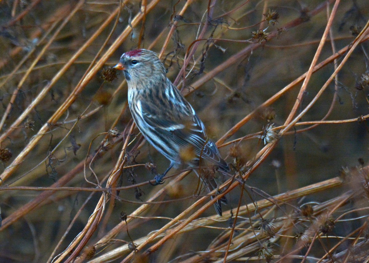 Redpoll (Common) - ML277169071
