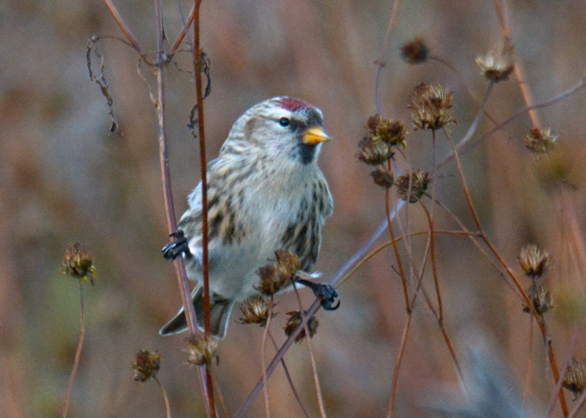 Redpoll (Common) - ML277169091