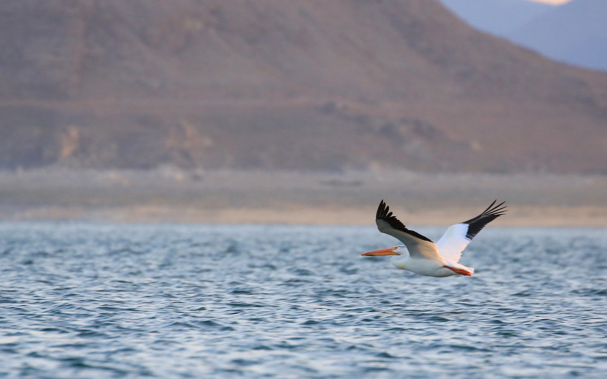 American White Pelican - ML27716981