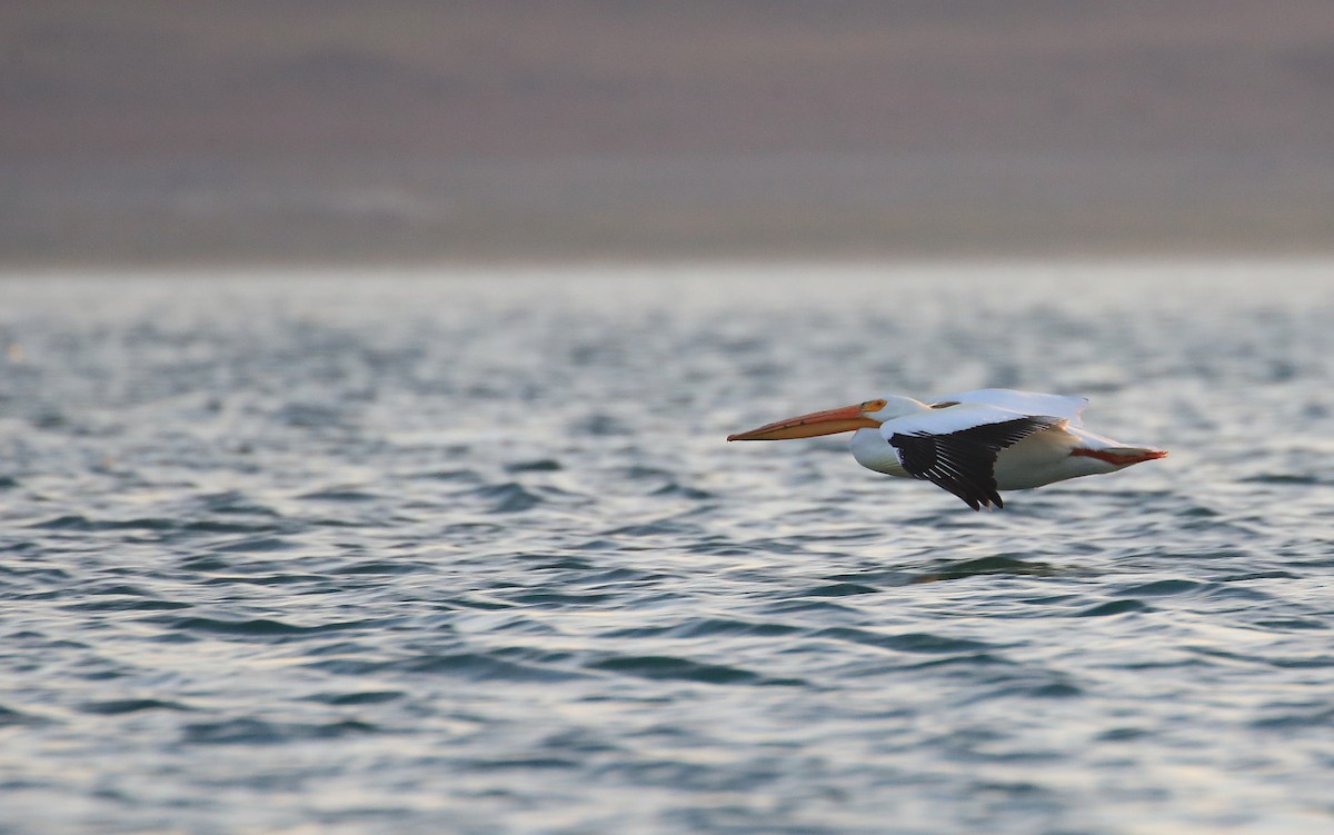 American White Pelican - ML27716991