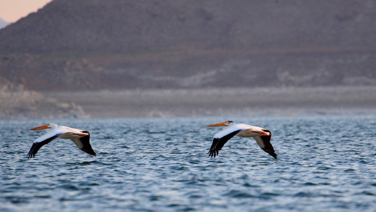 American White Pelican - ML27717011