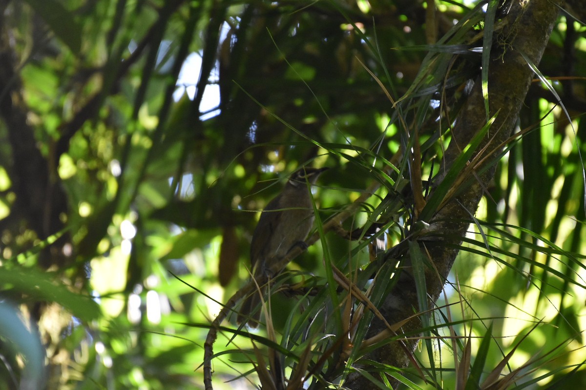 Eungella Honeyeater - ML277171381