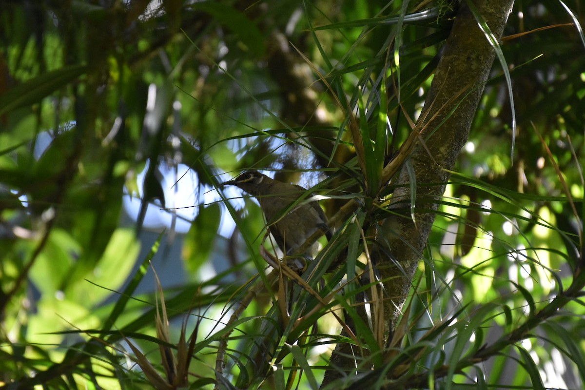 Eungella Honeyeater - ML277171411