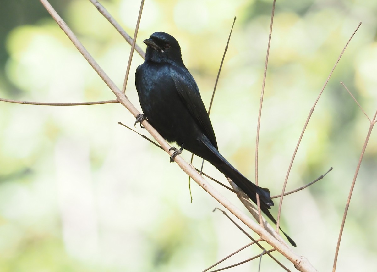 Drongo royal - ML277172141