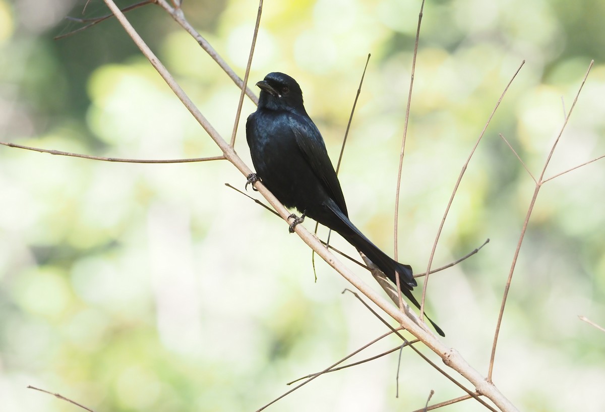 Black Drongo - ML277172181