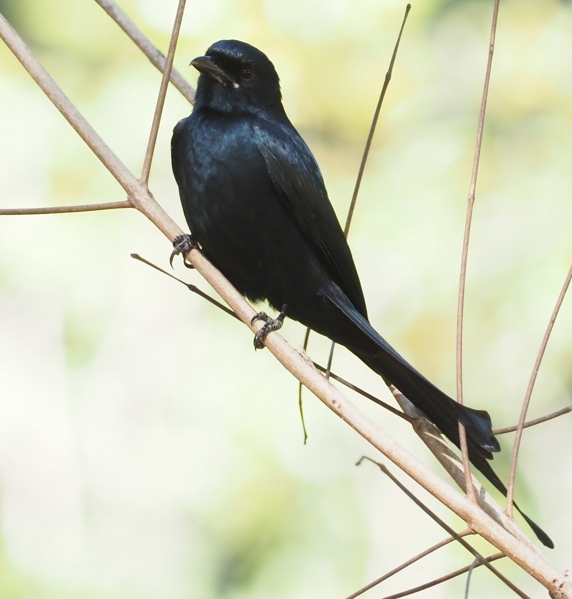 Black Drongo - ML277172261