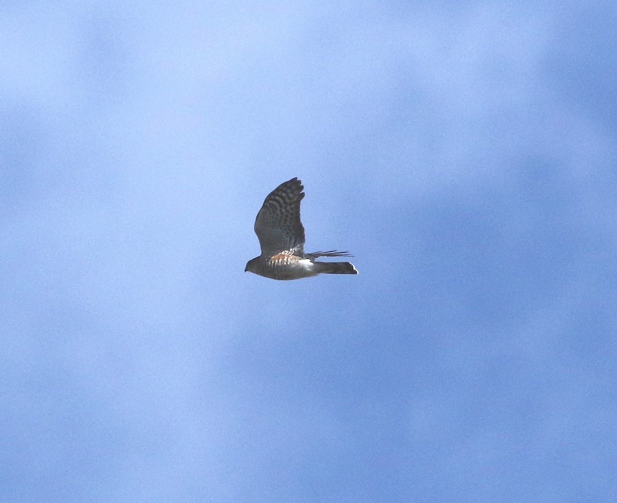 Sharp-shinned Hawk - ML277173201