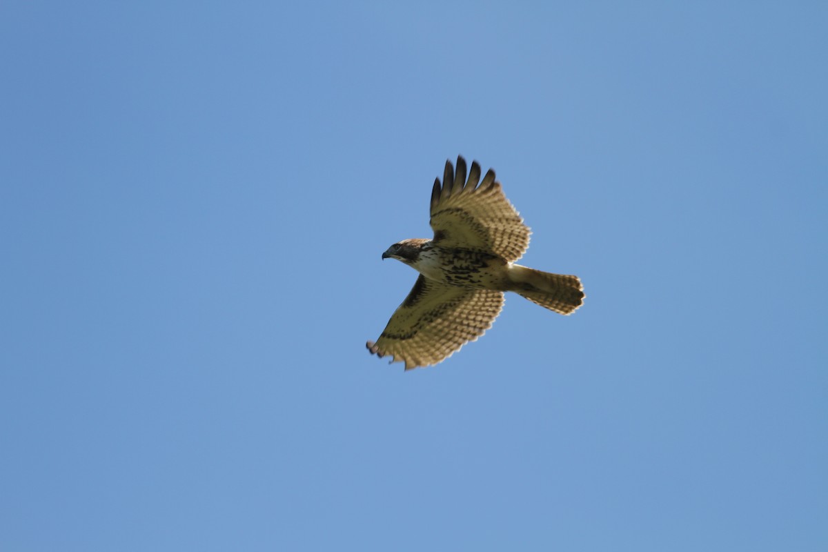 Red-tailed Hawk (borealis) - ML277173731