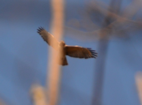 Red-shouldered Hawk - ML27717591