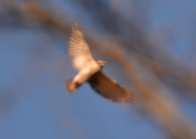 Red-shouldered Hawk - ML27717611