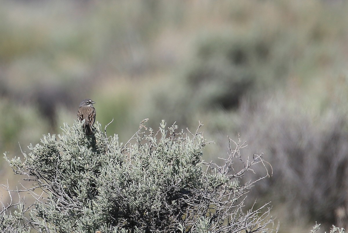 Sagebrush Sparrow - ML27717861