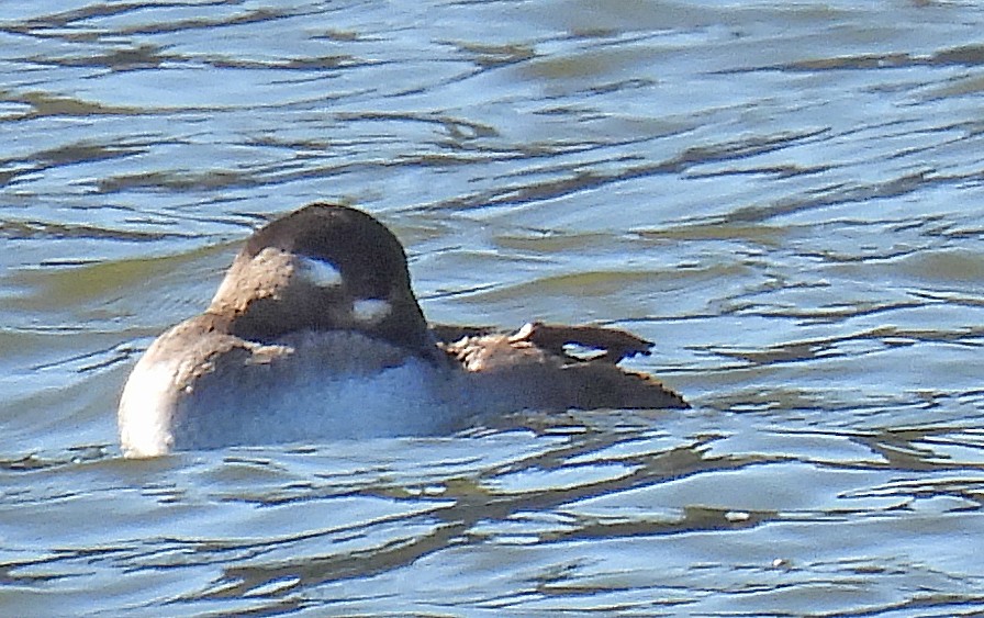 Surf Scoter - ML277180131