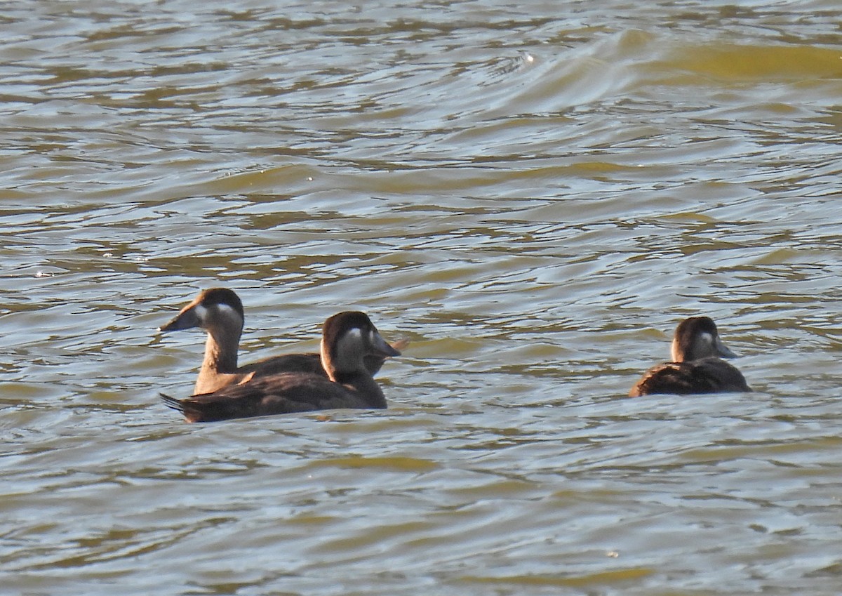 Surf Scoter - ML277180151