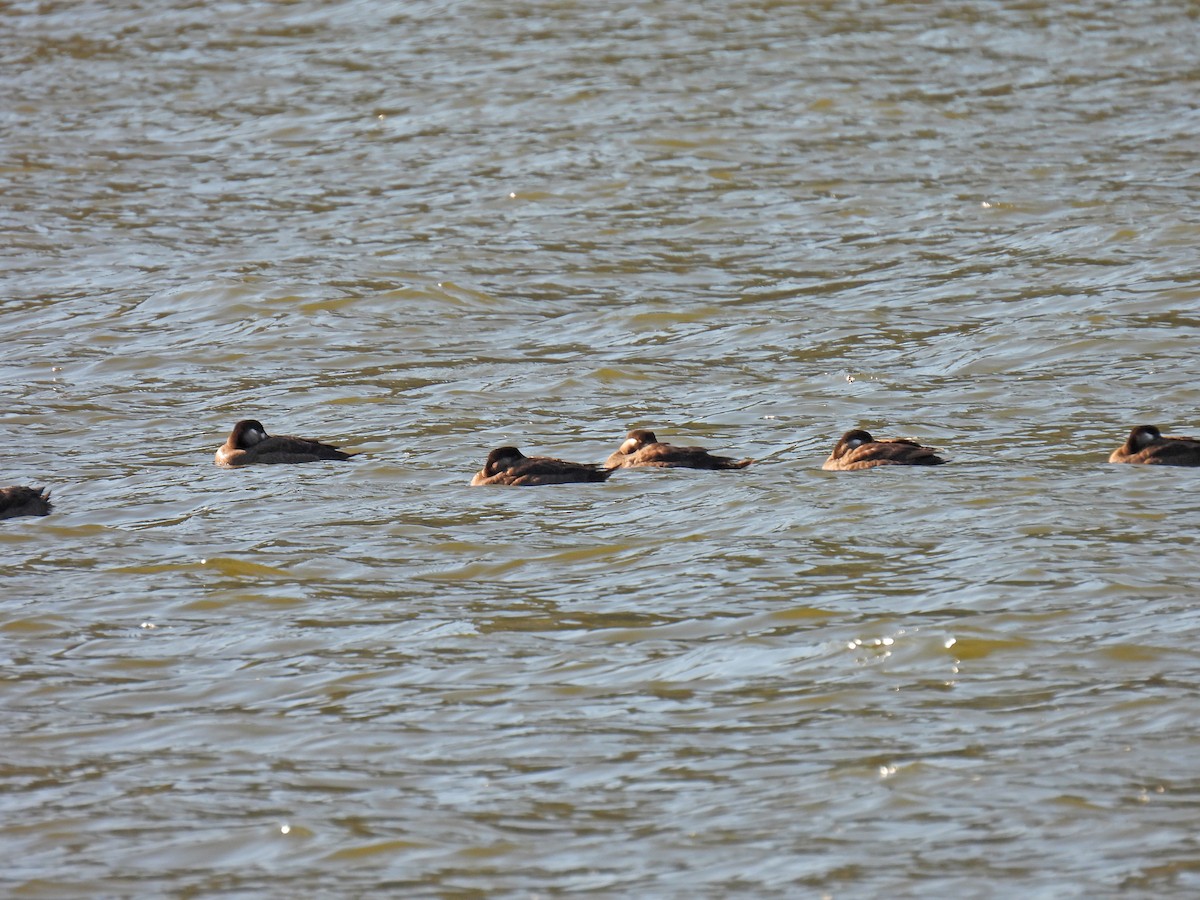 Surf Scoter - ML277180211