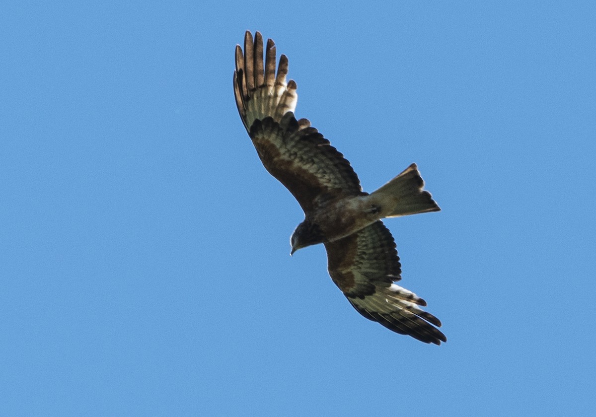 Square-tailed Kite - Deb Hopton