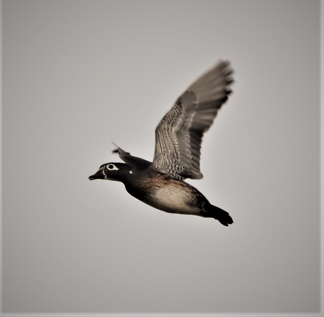 Wood Duck - ML277183271