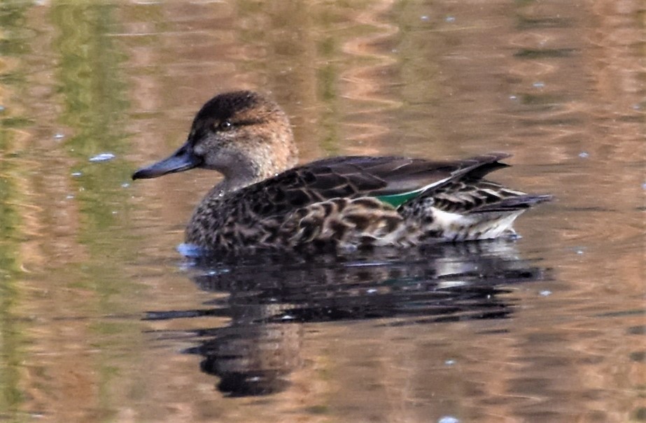 Green-winged Teal - ML277183431