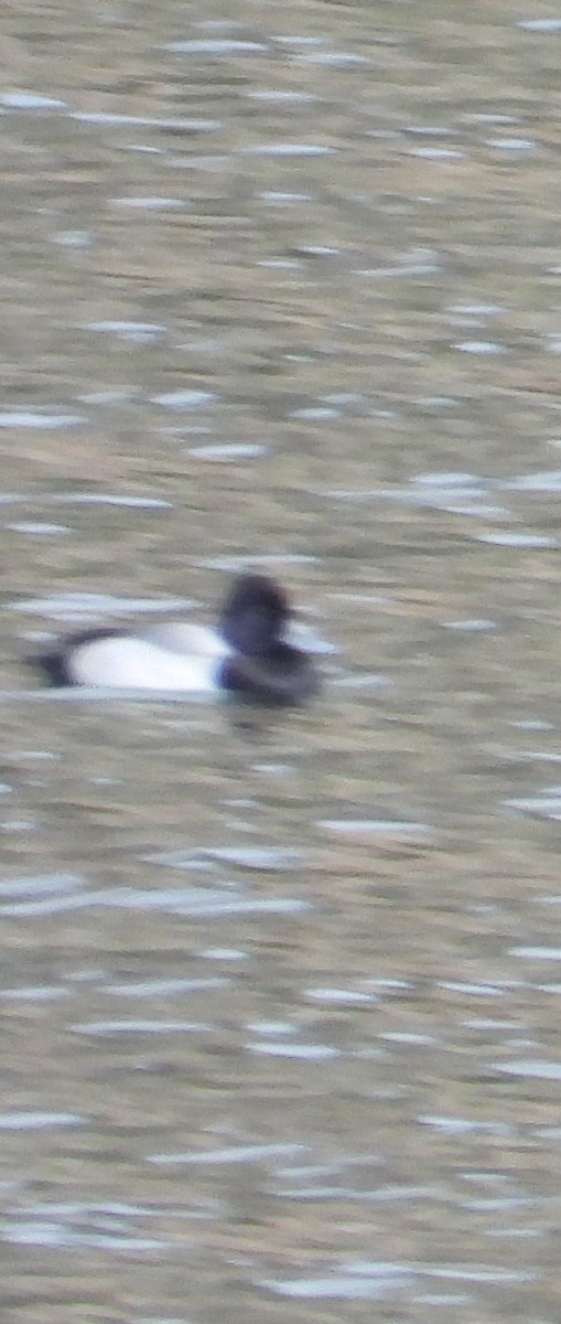 Lesser Scaup - ML277185311