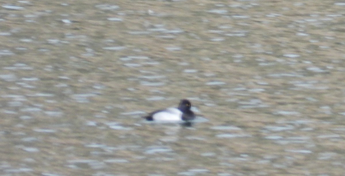 Lesser Scaup - ML277185661