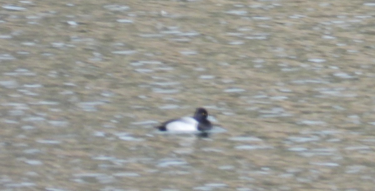 Lesser Scaup - ML277185661